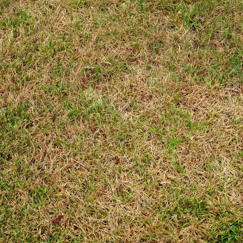 brown patches on lawn