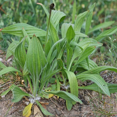 Buckhorn Plantain