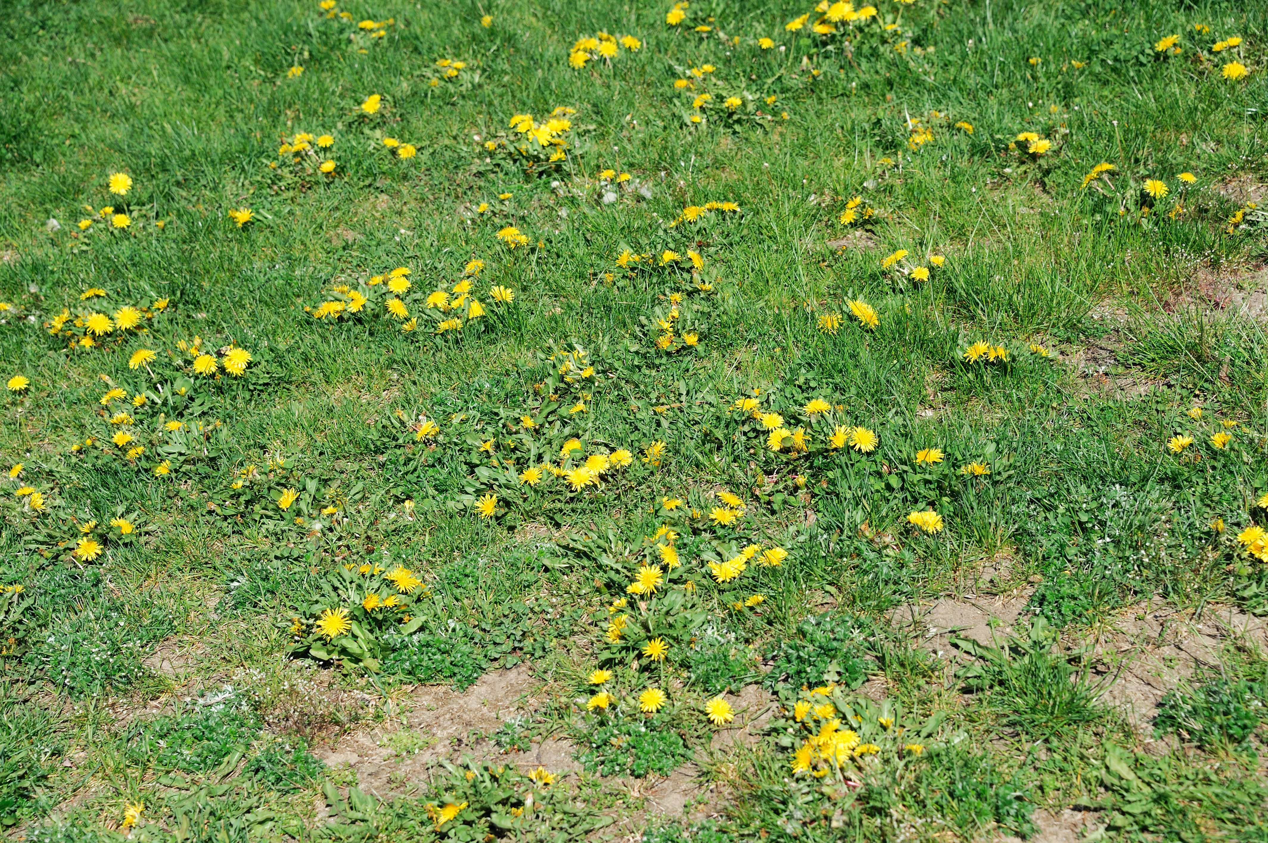 Dandelions in lawn