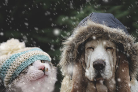 dog and cat in winter clothes