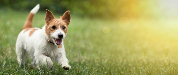 dog running in lush grass