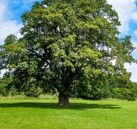 healthy green tree