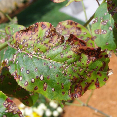 Leaf Spot