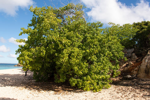 Manchineel Tree
