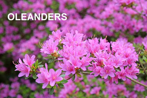 oleanders