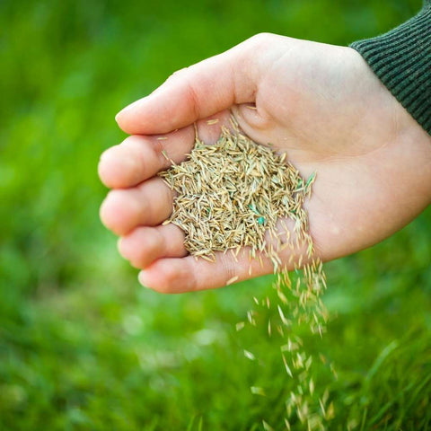 overseeding lawn