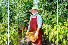 farmer with tomatoes and vegetables