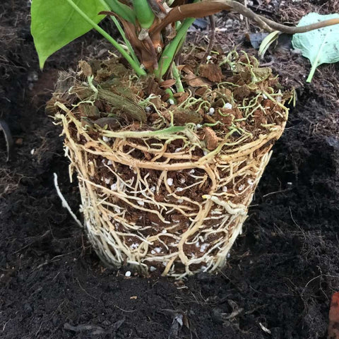 plant rooting hormone