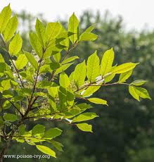 Poison Sumac