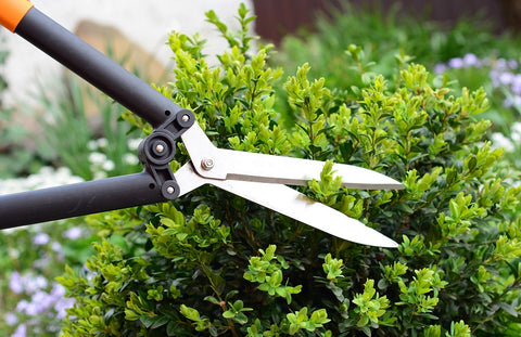 pruning bushes