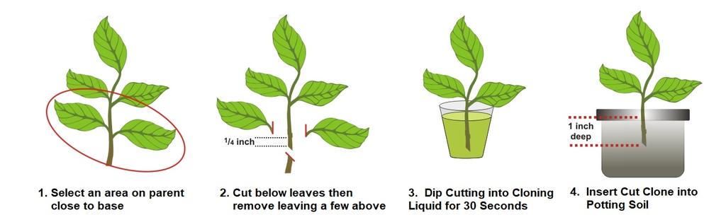 Rooting Hormone