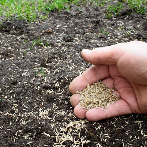 seed starting supplies