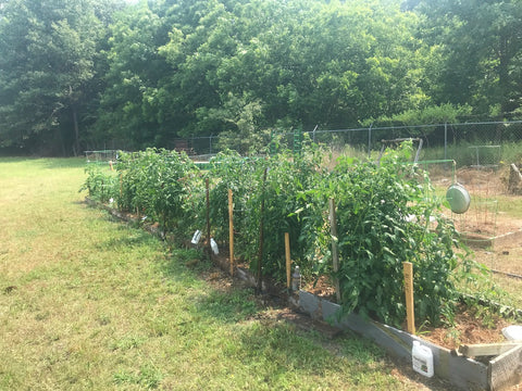 large row of tomato plants