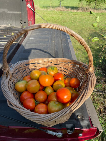 basket of ripe tomatoes