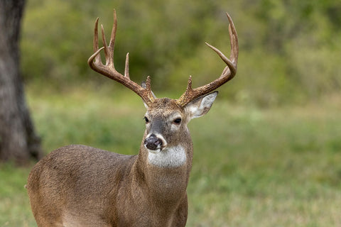 trophy buck