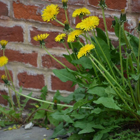 Weed Control