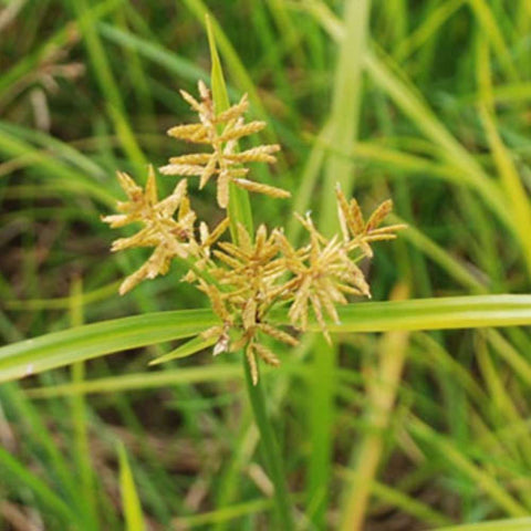 Yellow Nutsedge