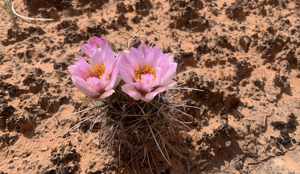 A cactus blooms in the desert.
