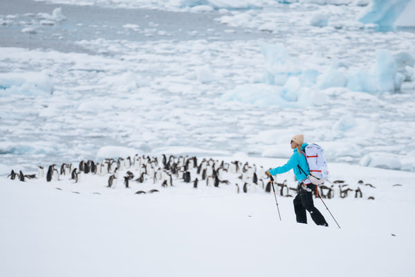 Kim Grant skins alongside penguins.