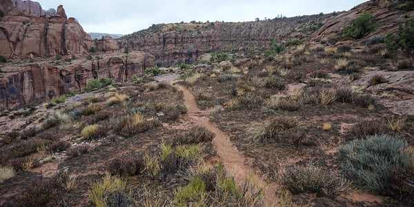 A trail works its way through the desert. Use trails where you find them and avoid stepping on new terrain.