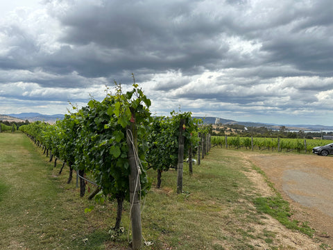 tasmania vineyard