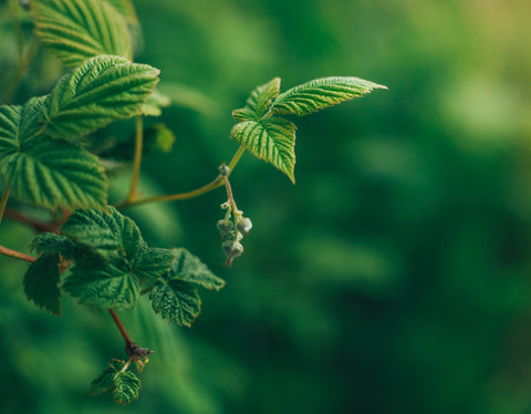 leaf raspberry smoking blends herbal balanced herb everyone