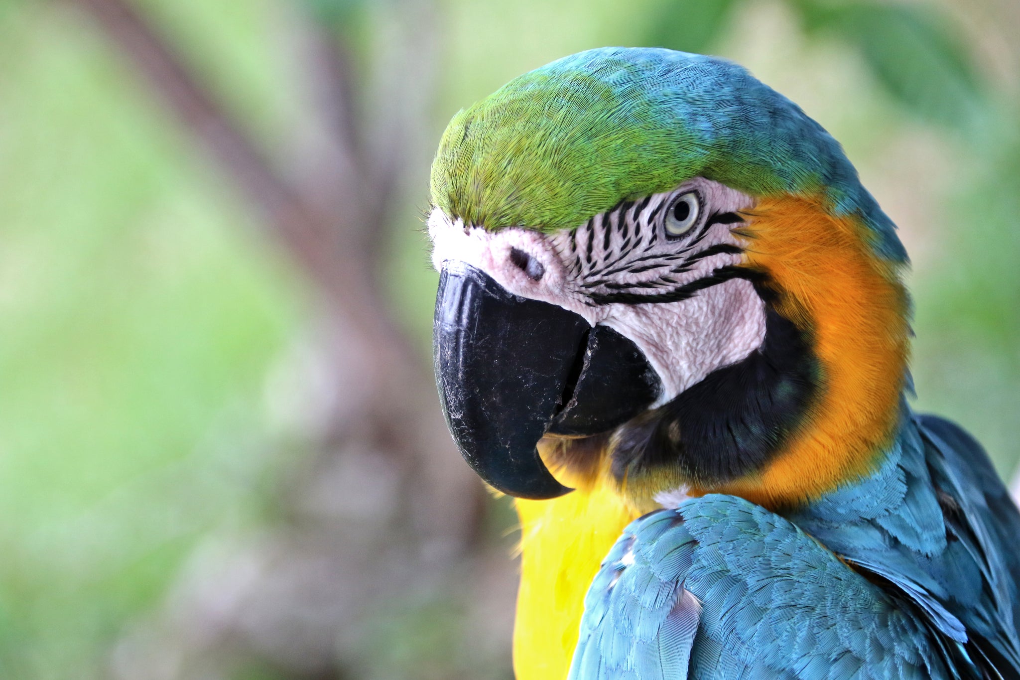 Gelbbrustara, Amazonas, Frederik Schwall