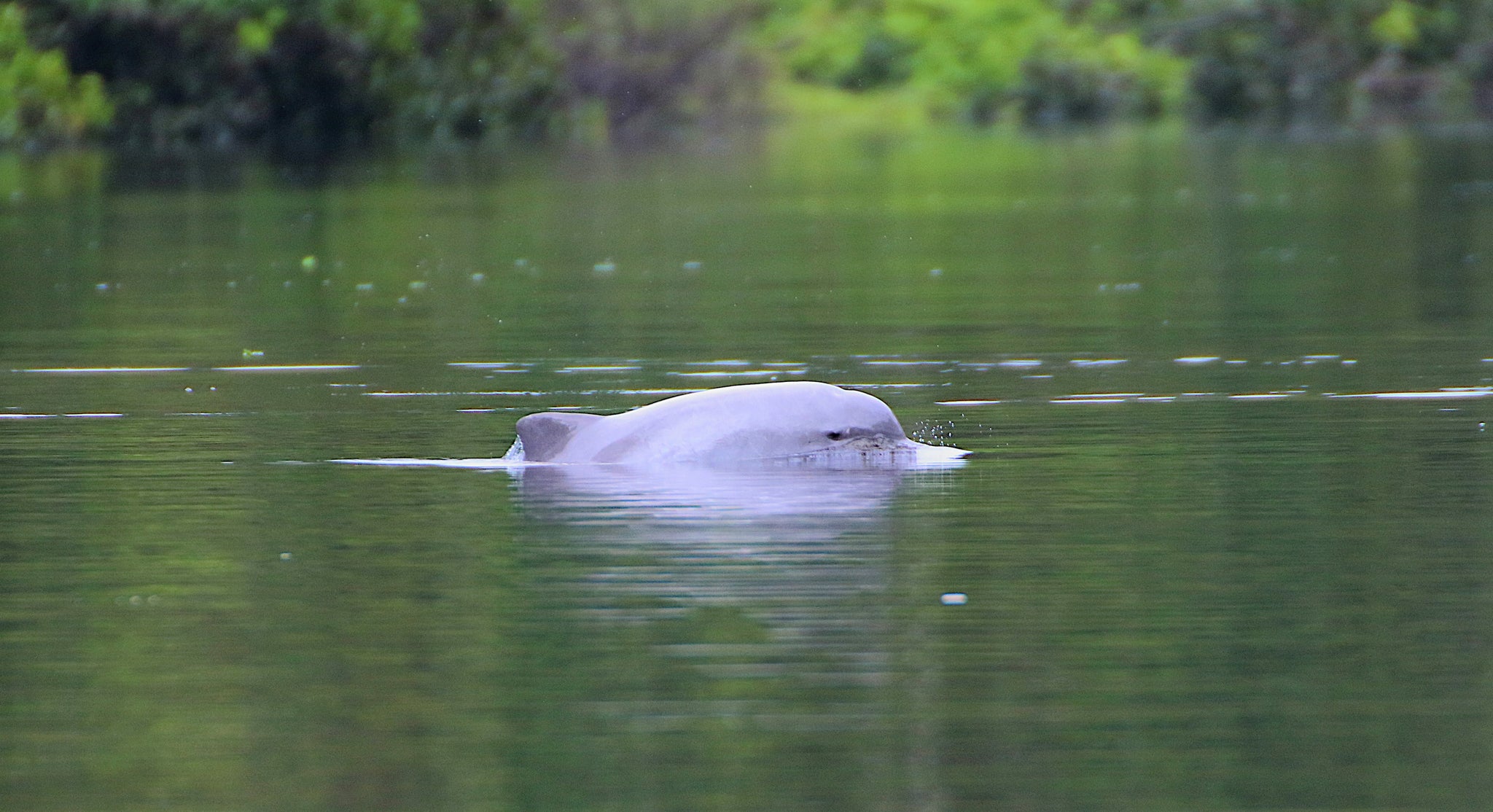 Grauer Flussdelfin, Amazonas, Frederik Schwall