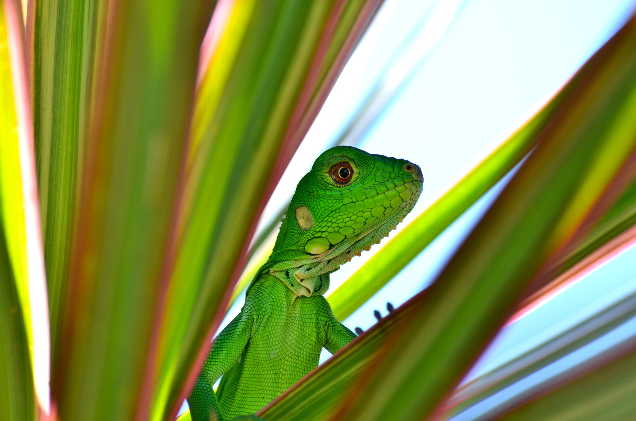 Grüner Leguan (Baby, Yopal, Frederik Schwall