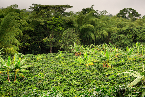 Landschaft in Huila bei San Agustín - ein Blick auf eine Kaffeeplantage.