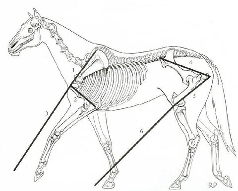 horse length of stride diagram