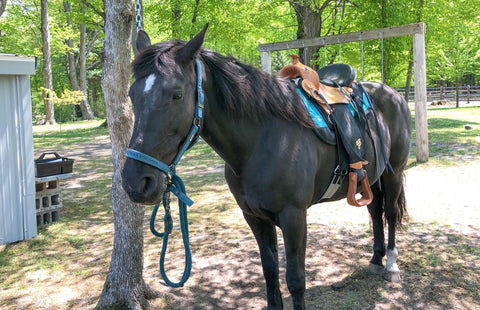 imus-4-beat-gaited-saddle-review-picture