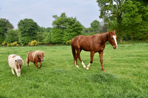 Taille Cheval Poney