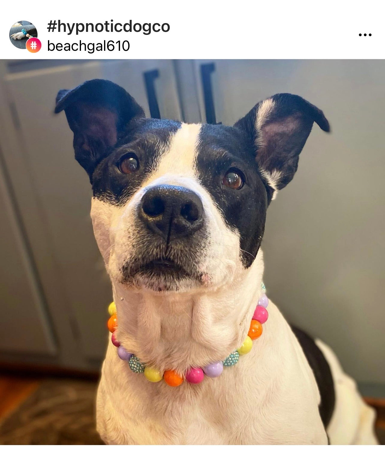 Electric Rainbow Bead Collar Hypnotic Dog