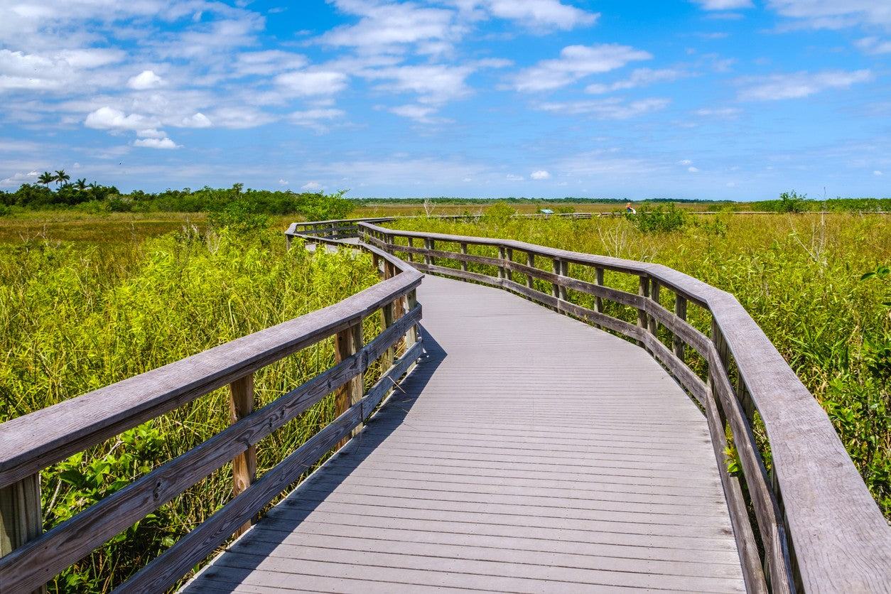 trail-in-the-florida-everglades