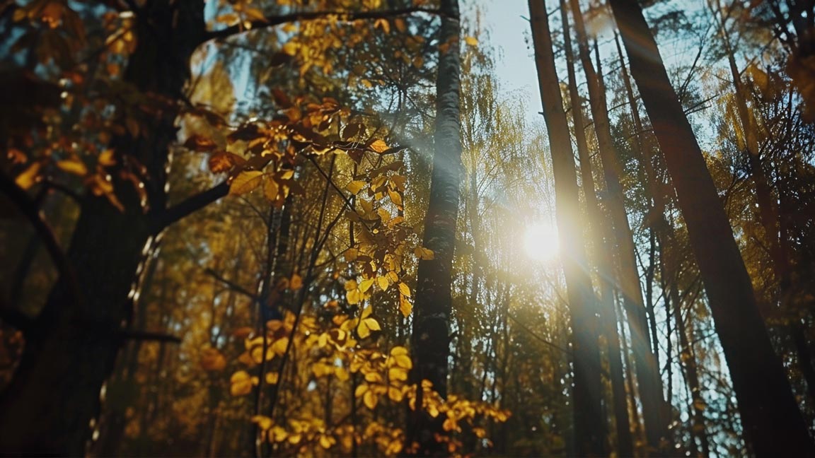 deutschland indian summer wald natur