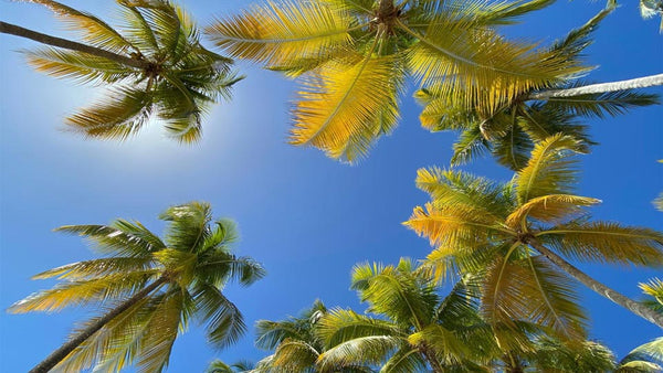 Palmen und Sonne auf einer karibischen Insel