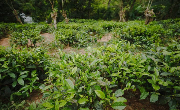 a tea tree plantation