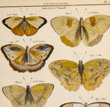 Latreille, Pierre André (1762-1833): Butterfiles, superb hand colored Folio
