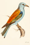 Meyer, Henry Leonard (1797-1865): Roller bird (Coracias Garbula), plate 31
