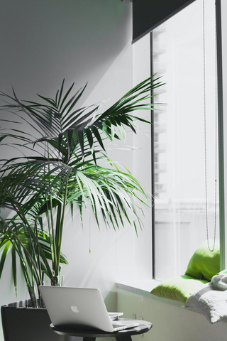 Find out how to enhance your working space with plants, flowers and natural light. 