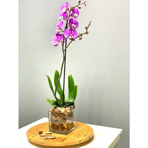 Upscale & Posh Single Stem Phalaenopsis Orchid 