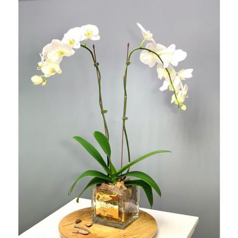 Upscale and Posh Phalaenopsis Orchid Double Stem