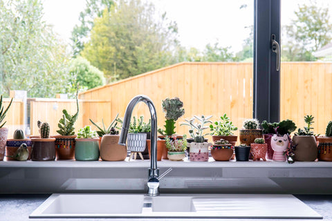 Plants behind a white sink