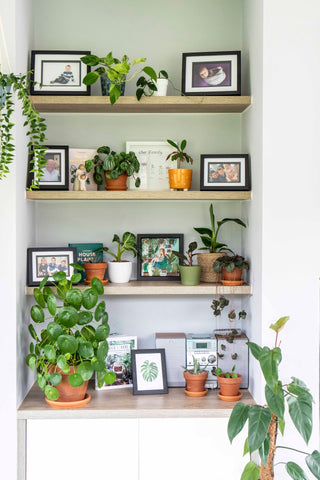 Plants placed on shelves between picture frames