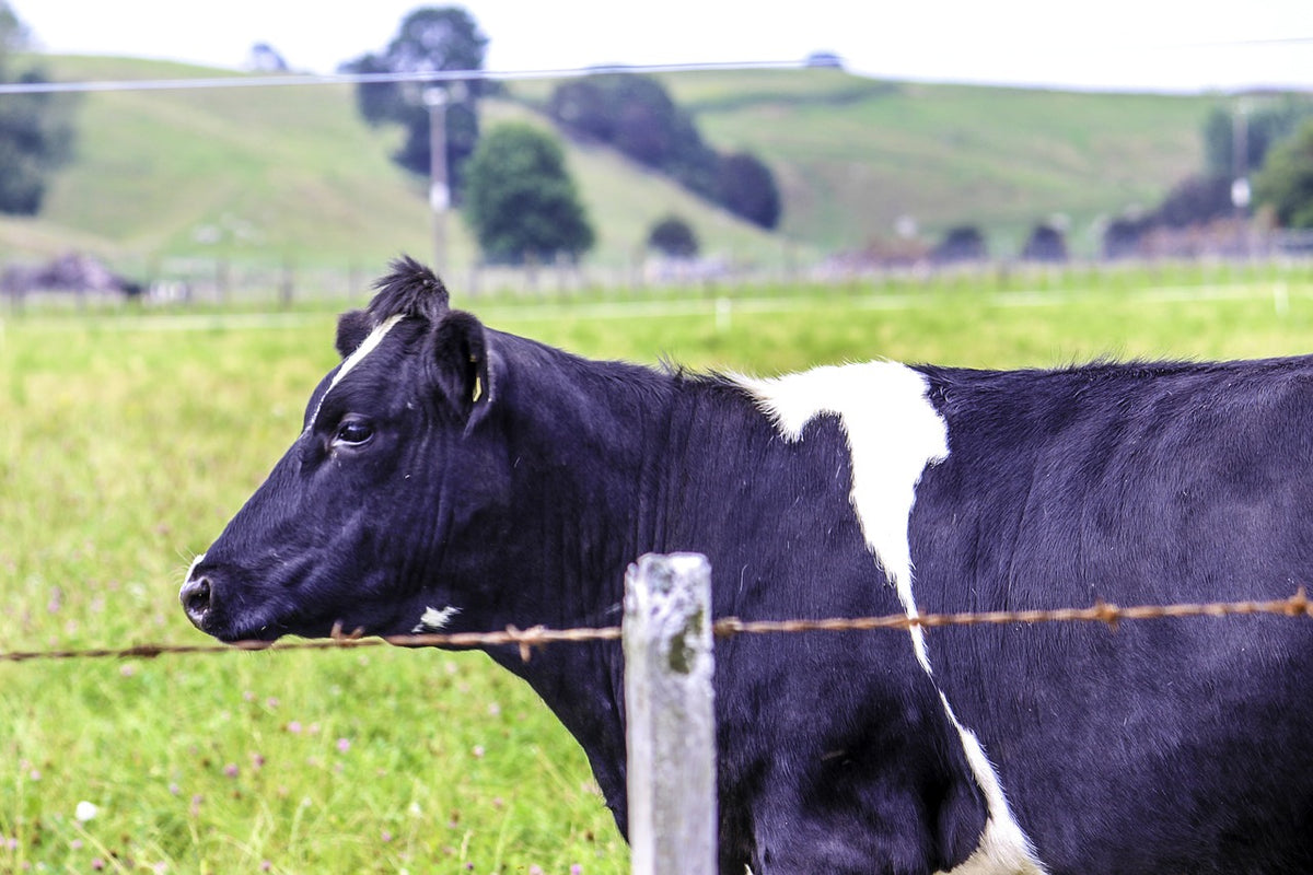 www.wintonstockfeed.co.nz