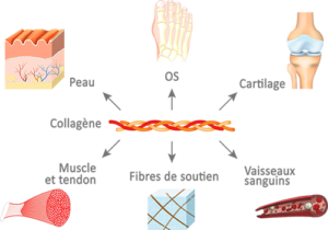 bienfaits du collagène sur pour la santé peau os cartillage tendon fibre vaisseaux sanguin