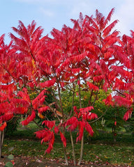 staghorn sumac identification in the wild forest