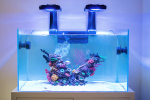 uitspraak voeden fenomeen Ocean art aquarium zaak – Ocean Art Store