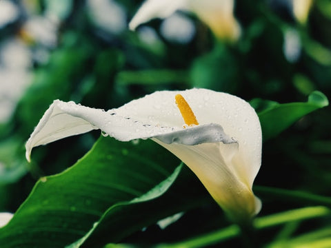 Calla Lily